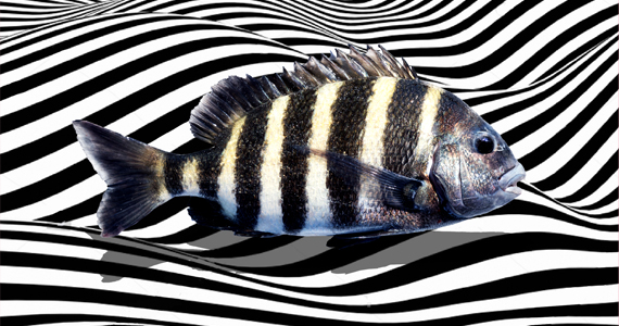 babysitterin homepage