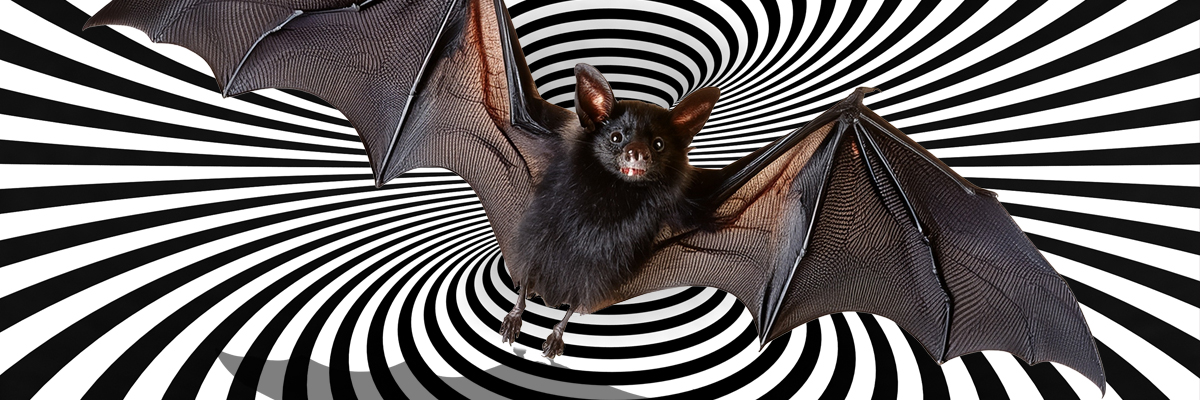 Who_is_the_one_1200x400px